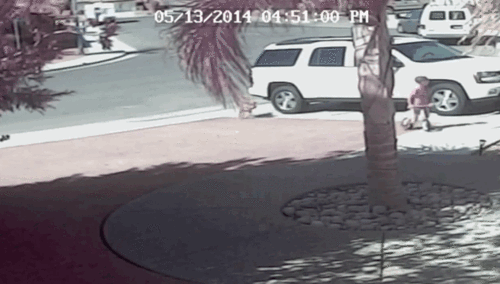 아이 공격하는 맹견 혼내주는 갓냥이 | 인스티즈