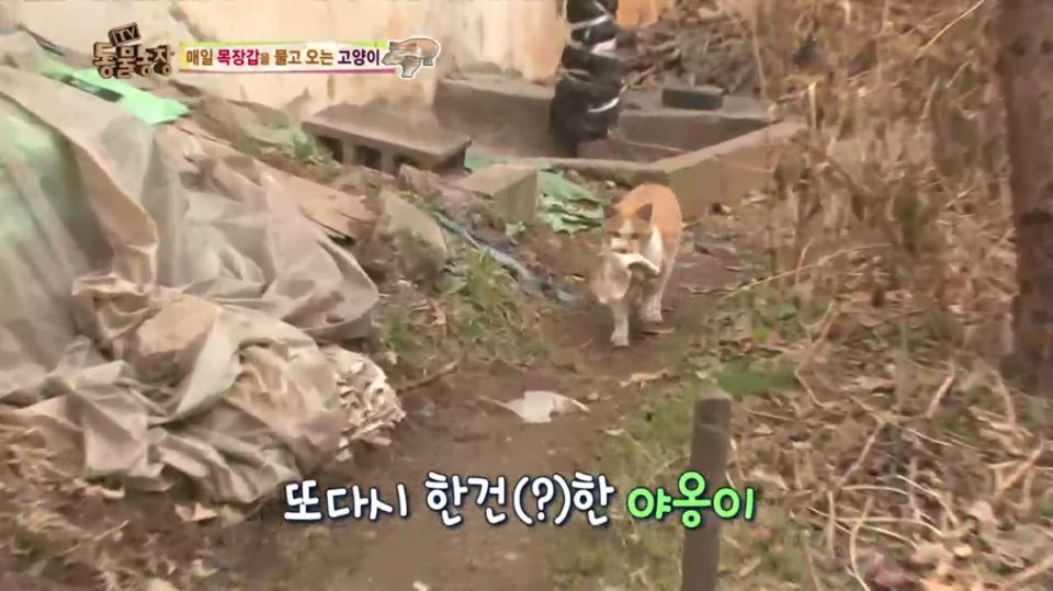 [동물농장] 매일 장갑 물어오는 고양이 (사랑스러움주의/스압주의) | 인스티즈