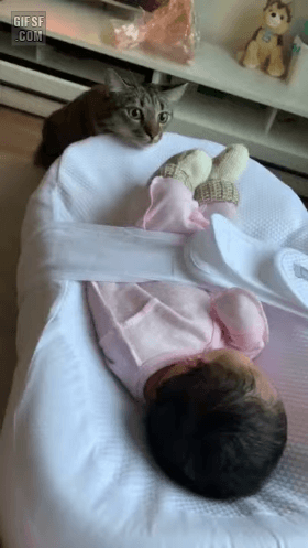 애기가 신기한 고양이 | 인스티즈