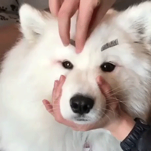 눈썹이 생긴 댕댕이 | 인스티즈