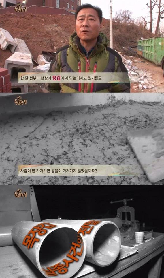 [동물농장] 매일 장갑 물어오는 고양이 (사랑스러움주의/스압주의) | 인스티즈