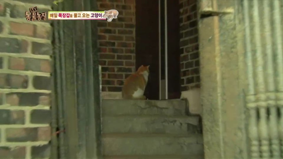 [동물농장] 매일 장갑 물어오는 고양이 (사랑스러움주의/스압주의) | 인스티즈