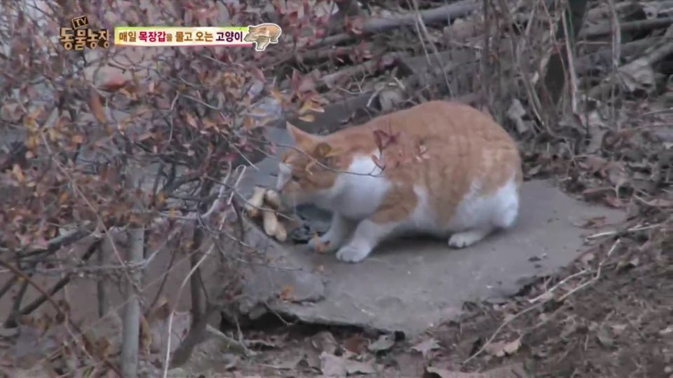 [동물농장] 매일 장갑 물어오는 고양이 (사랑스러움주의/스압주의) | 인스티즈