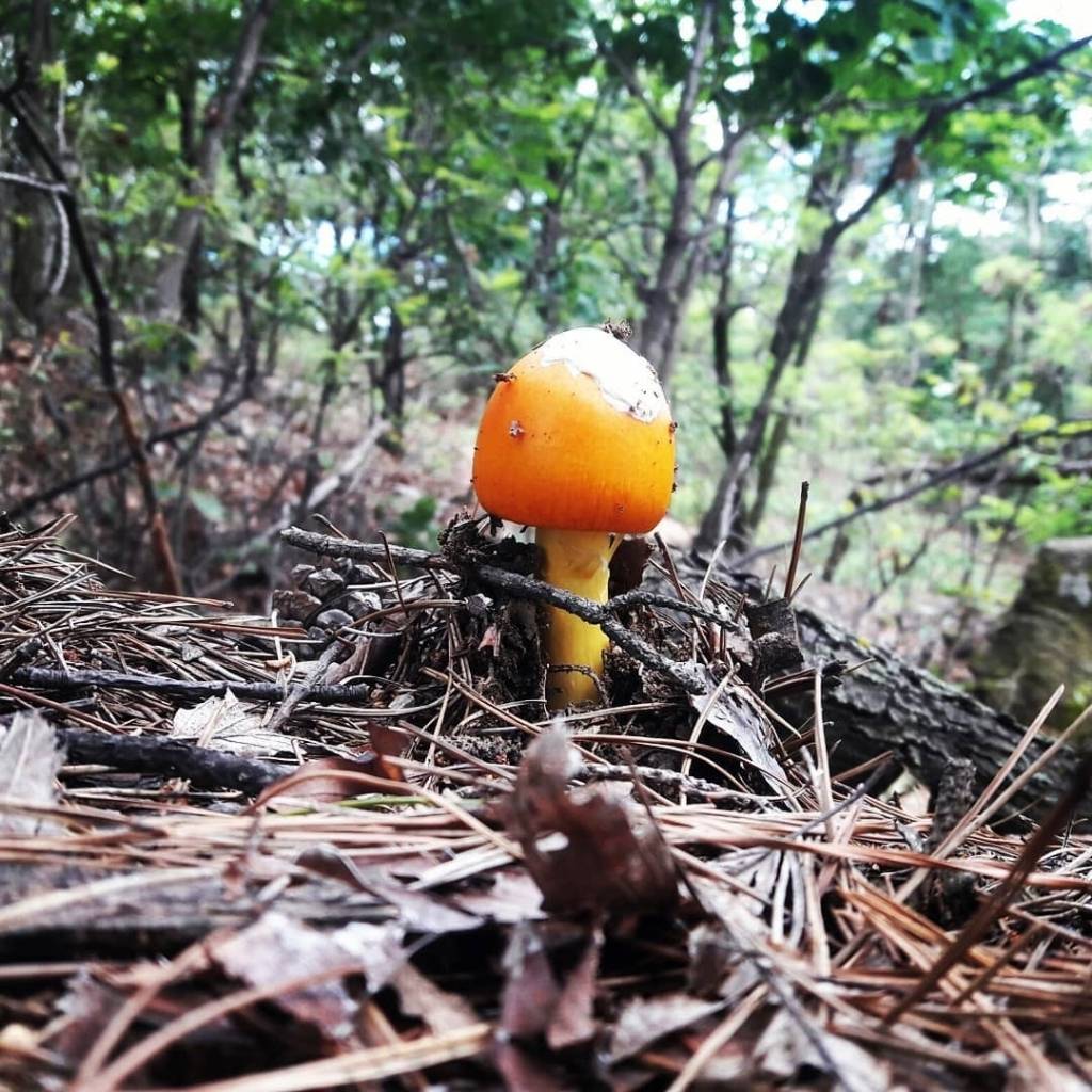 독버섯이다 vs 먹을 수 있는 버섯이다 | 인스티즈