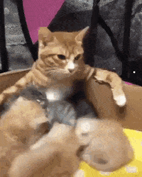 육아에 혼이 나간 어미냥 | 인스티즈