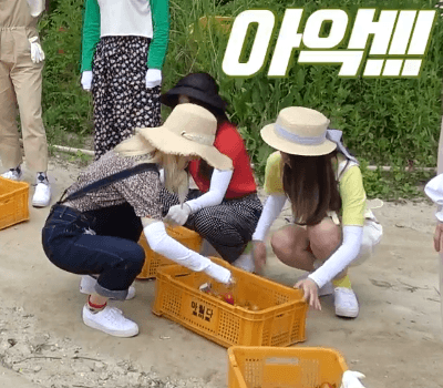 농장으로 토마토 따러 떠난 프로미스나인 멤버들! | 인스티즈