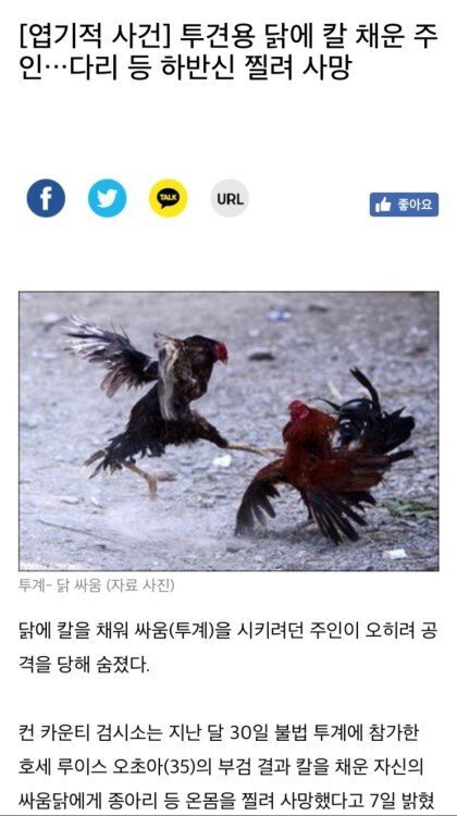 닭 vs 사람 싸움 결말.jpg | 인스티즈