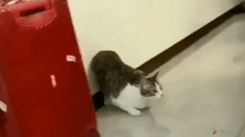 추진력 얻는 고양이 | 인스티즈