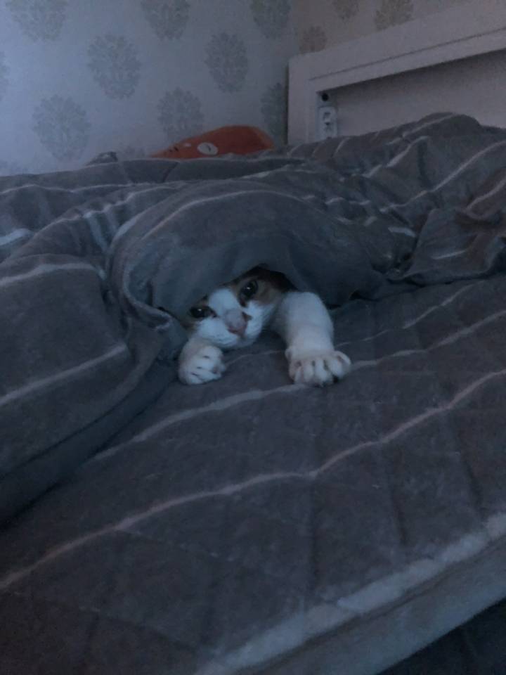 와이프랑 호들갑 .kakao | 인스티즈