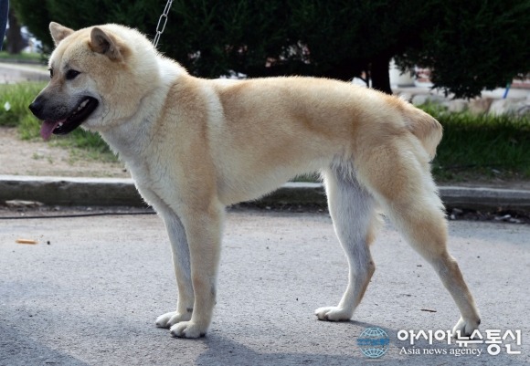 수없게생겼다고 일본이 대량 학살한 우리나라 토종개 동경이(댕견) | 인스티즈