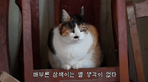 hahaha네 삼색이 가끔 짠한데 귀엽고 엉뚱하면서도 사랑스러워 ㅋㅋㅋ | 인스티즈