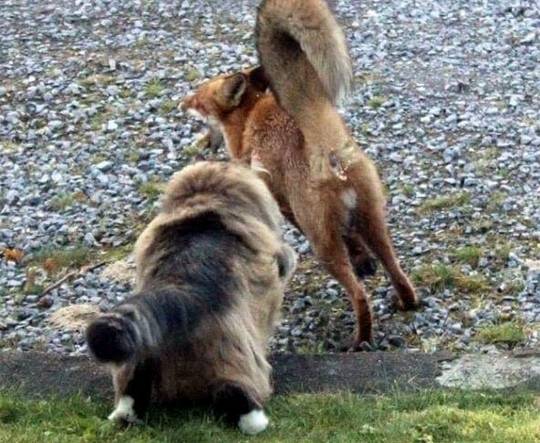 고양이 사냥에 나선 여우 | 인스티즈