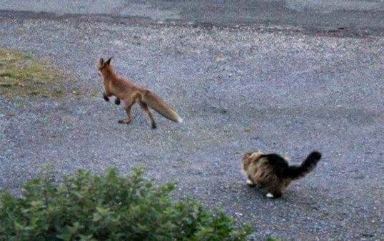 고양이 사냥에 나선 여우 | 인스티즈
