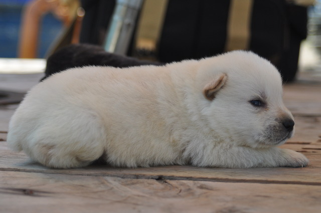 수없게생겼다고 일본이 대량 학살한 우리나라 토종개 동경이(댕견) | 인스티즈