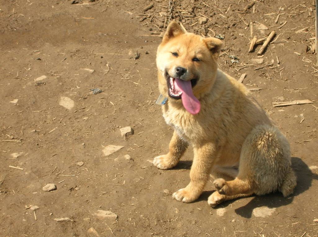 수없게생겼다고 일본이 대량 학살한 우리나라 토종개 동경이(댕견) | 인스티즈