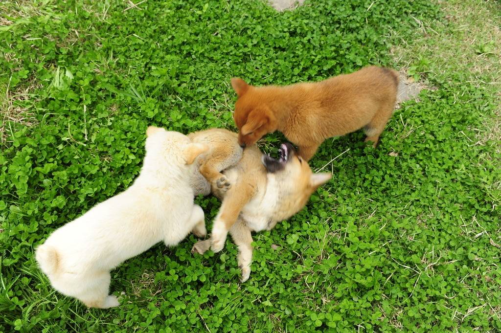 수없게생겼다고 일본이 대량 학살한 우리나라 토종개 동경이(댕견) | 인스티즈