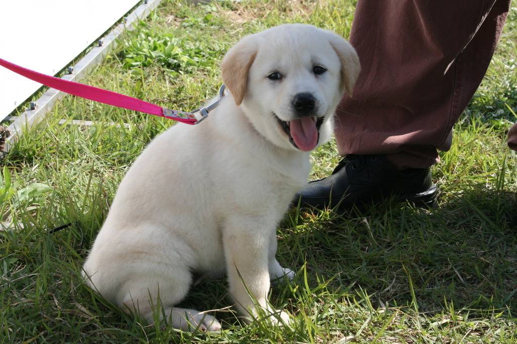 수없게생겼다고 일본이 대량 학살한 우리나라 토종개 동경이(댕견) | 인스티즈