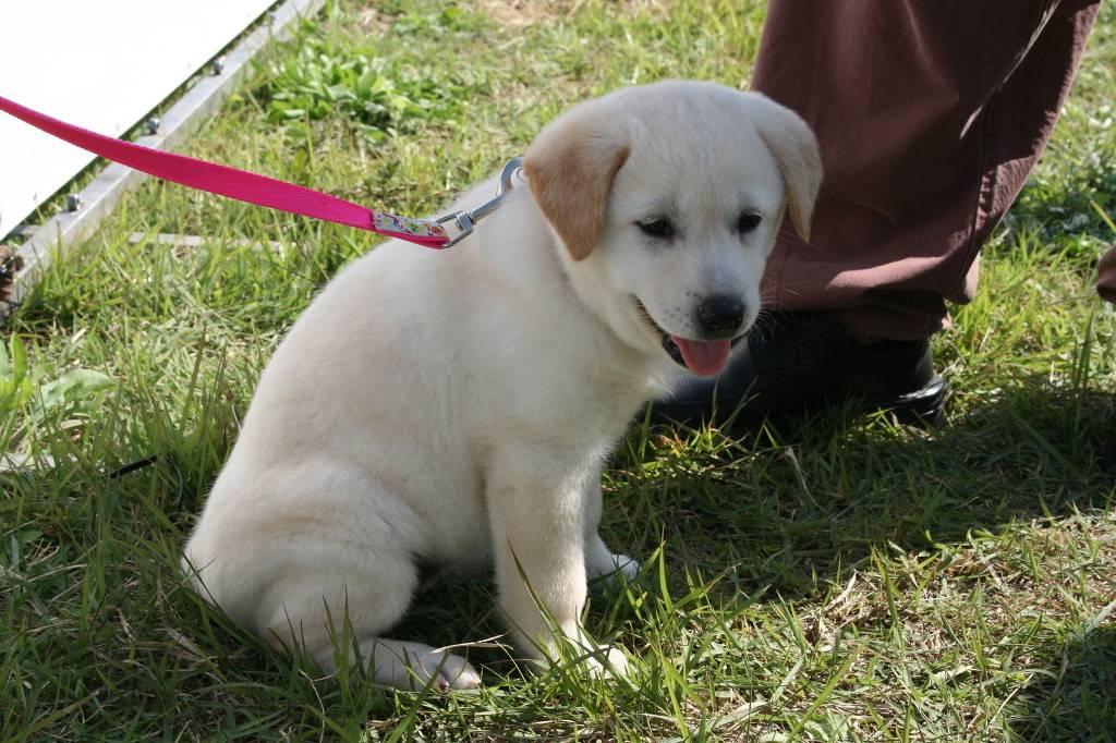 수없게생겼다고 일본이 대량 학살한 우리나라 토종개 동경이(댕견) | 인스티즈