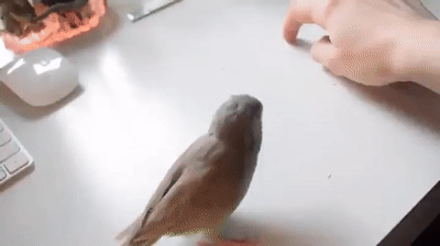 총맞는 연기하는 새 | 인스티즈