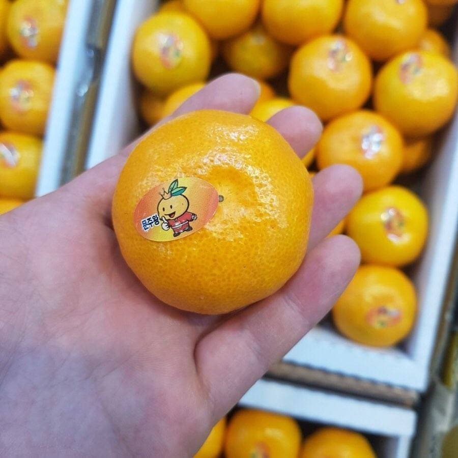 살면서 가장 많이 먹은 것 같은 과일은? | 인스티즈