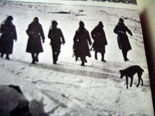 수없게생겼다고 일본이 대량 학살한 우리나라 토종개 동경이(댕견) | 인스티즈