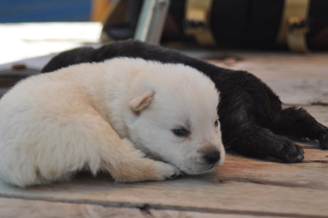 수없게생겼다고 일본이 대량 학살한 우리나라 토종개 동경이(댕견) | 인스티즈
