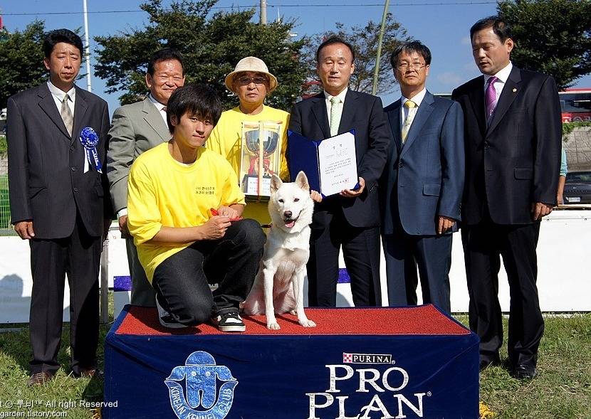 수없게생겼다고 일본이 대량 학살한 우리나라 토종개 동경이(댕견) | 인스티즈