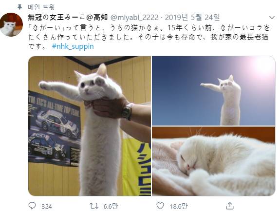 롱캣밈 냥이 근황.jpg | 인스티즈