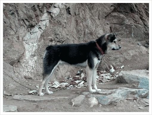 수없게생겼다고 일본이 대량 학살한 우리나라 토종개 동경이(댕견) | 인스티즈