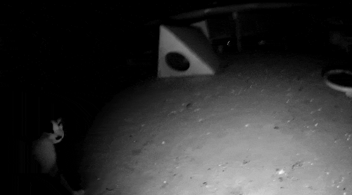 hahaha네 삼색이 가끔 짠한데 귀엽고 엉뚱하면서도 사랑스러워 ㅋㅋㅋ | 인스티즈