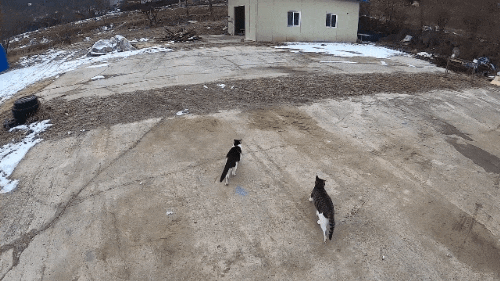 hahaha네 삼색이 가끔 짠한데 귀엽고 엉뚱하면서도 사랑스러워 ㅋㅋㅋ | 인스티즈