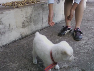 수없게생겼다고 일본이 대량 학살한 우리나라 토종개 동경이(댕견) | 인스티즈