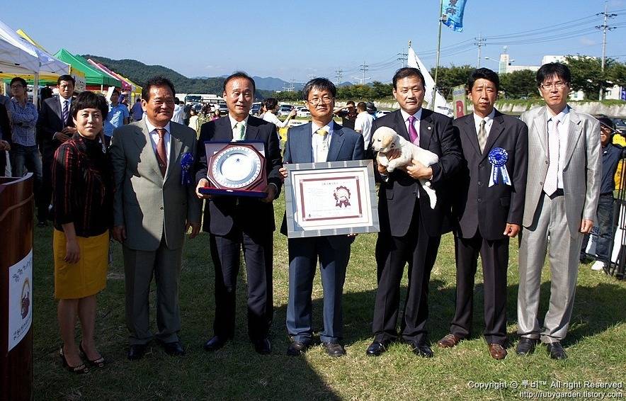 수없게생겼다고 일본이 대량 학살한 우리나라 토종개 동경이(댕견) | 인스티즈