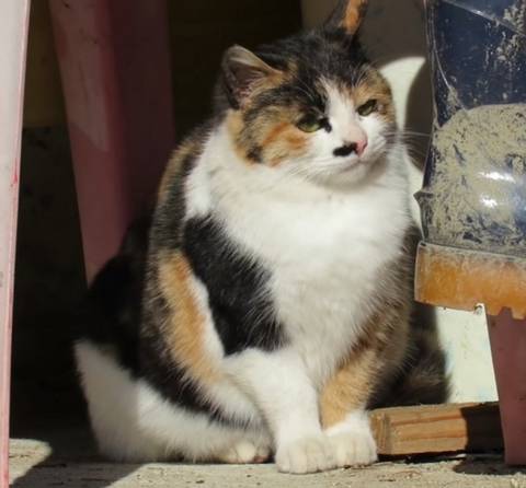 당신은 냥냥이 저주에 걸렸습니다 | 인스티즈