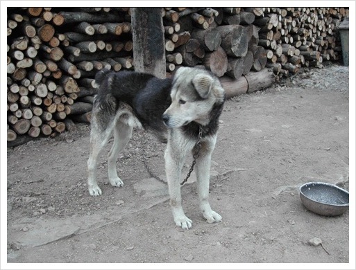 수없게생겼다고 일본이 대량 학살한 우리나라 토종개 동경이(댕견) | 인스티즈