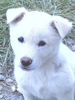 수없게생겼다고 일본이 대량 학살한 우리나라 토종개 동경이(댕견) | 인스티즈