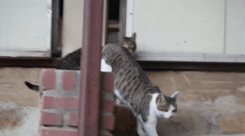 유투버 haha ha님의 지독한 껌딱지가 되어버린 듯한 무.. | 인스티즈