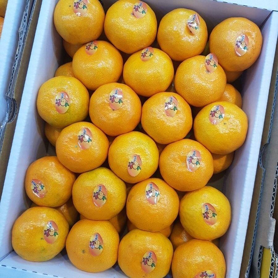 살면서 가장 많이 먹은 것 같은 과일은? | 인스티즈