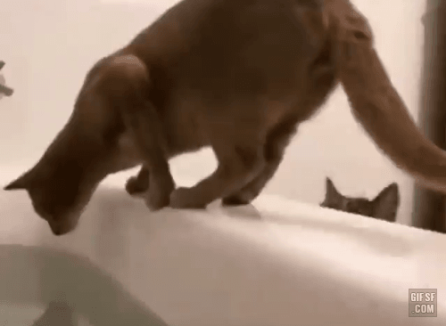 당신은 냥냥이 저주에 걸렸습니다 | 인스티즈