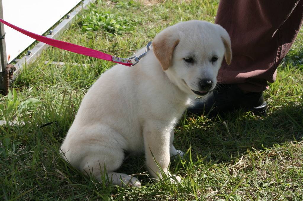 수없게생겼다고 일본이 대량 학살한 우리나라 토종개 동경이(댕견) | 인스티즈
