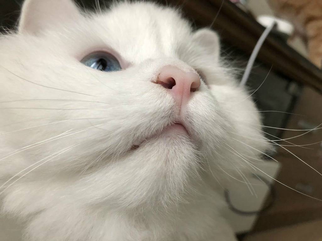 고양이 목욕 하는 팁 | 인스티즈