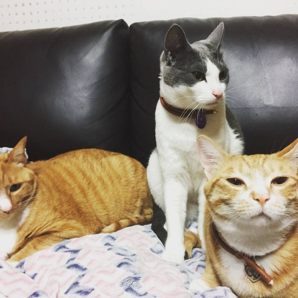 고양이 목욕 하는 팁 | 인스티즈