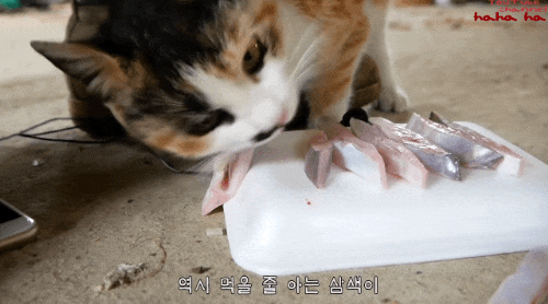 hahaha네 삼색이 가끔 짠한데 귀엽고 엉뚱하면서도 사랑스러워 ㅋㅋㅋ | 인스티즈