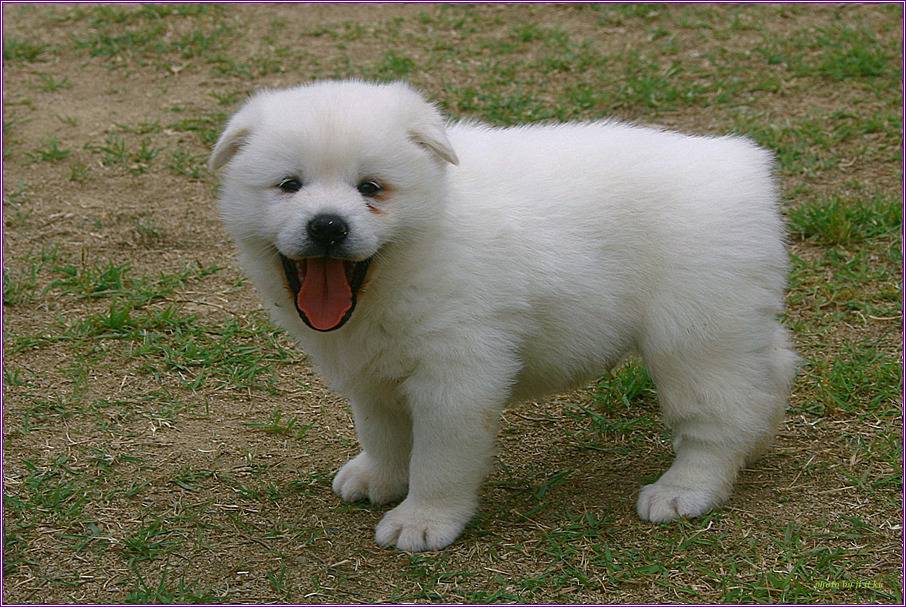 수없게생겼다고 일본이 대량 학살한 우리나라 토종개 동경이(댕견) | 인스티즈