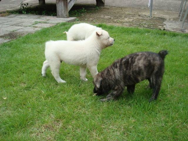 수없게생겼다고 일본이 대량 학살한 우리나라 토종개 동경이(댕견) | 인스티즈
