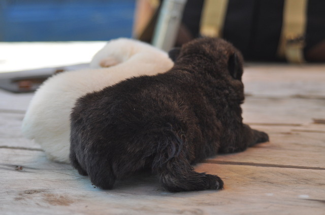 수없게생겼다고 일본이 대량 학살한 우리나라 토종개 동경이(댕견) | 인스티즈