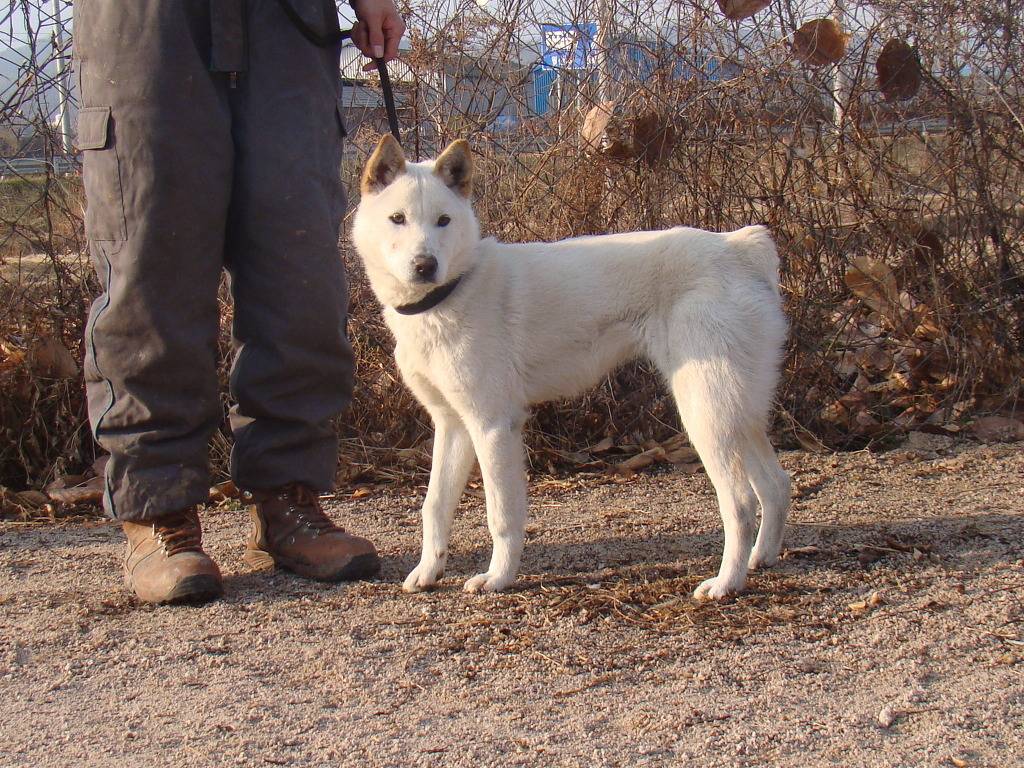 수없게생겼다고 일본이 대량 학살한 우리나라 토종개 동경이(댕견) | 인스티즈