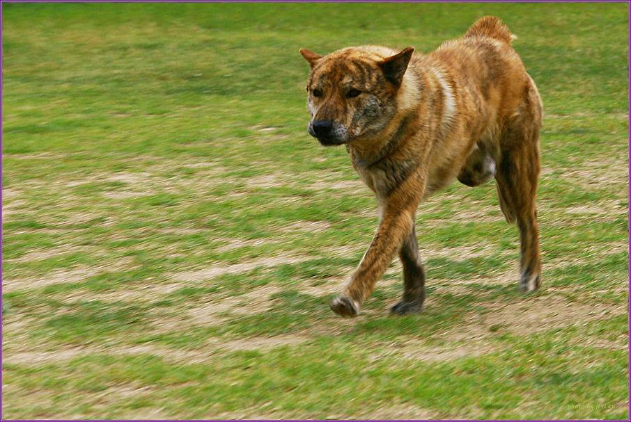 수없게생겼다고 일본이 대량 학살한 우리나라 토종개 동경이(댕견) | 인스티즈