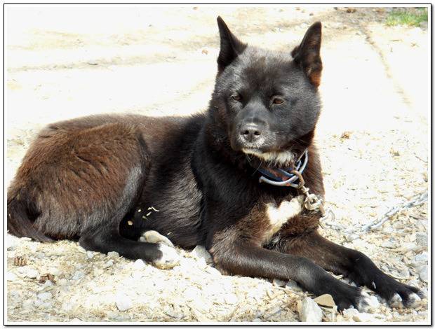 수없게생겼다고 일본이 대량 학살한 우리나라 토종개 동경이(댕견) | 인스티즈