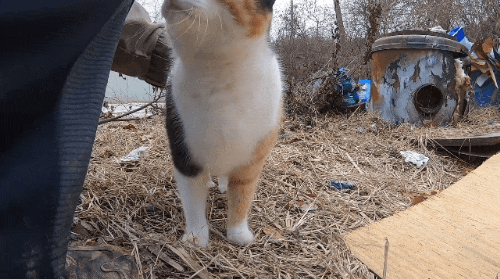 hahaha네 삼색이 가끔 짠한데 귀엽고 엉뚱하면서도 사랑스러워 ㅋㅋㅋ | 인스티즈